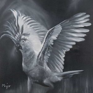 Cockatoo