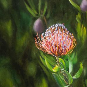 Protea African native Flower