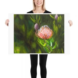 Protea 2 – Matte Giclée print